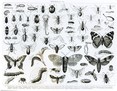 Entomologie von English School